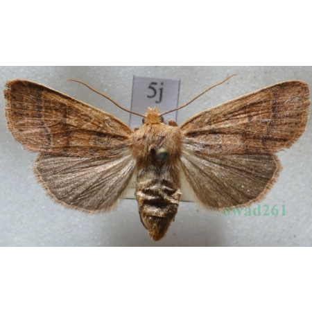 Agrochola nitida (Denis & Schiffermüller, 1775) female Źrenicówka Czech5j